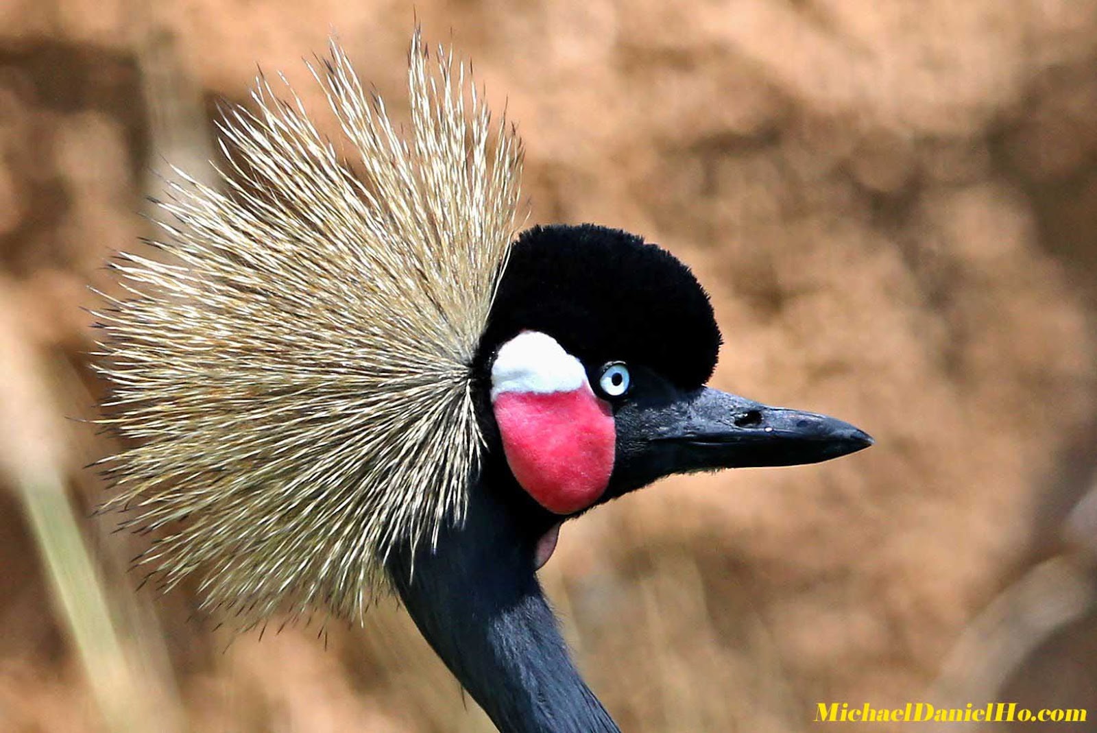 Michael Daniel Ho - The Wildlife Ho-tographer: The World's Sharpest