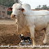 Rahman Cattle Farm Photos 2014