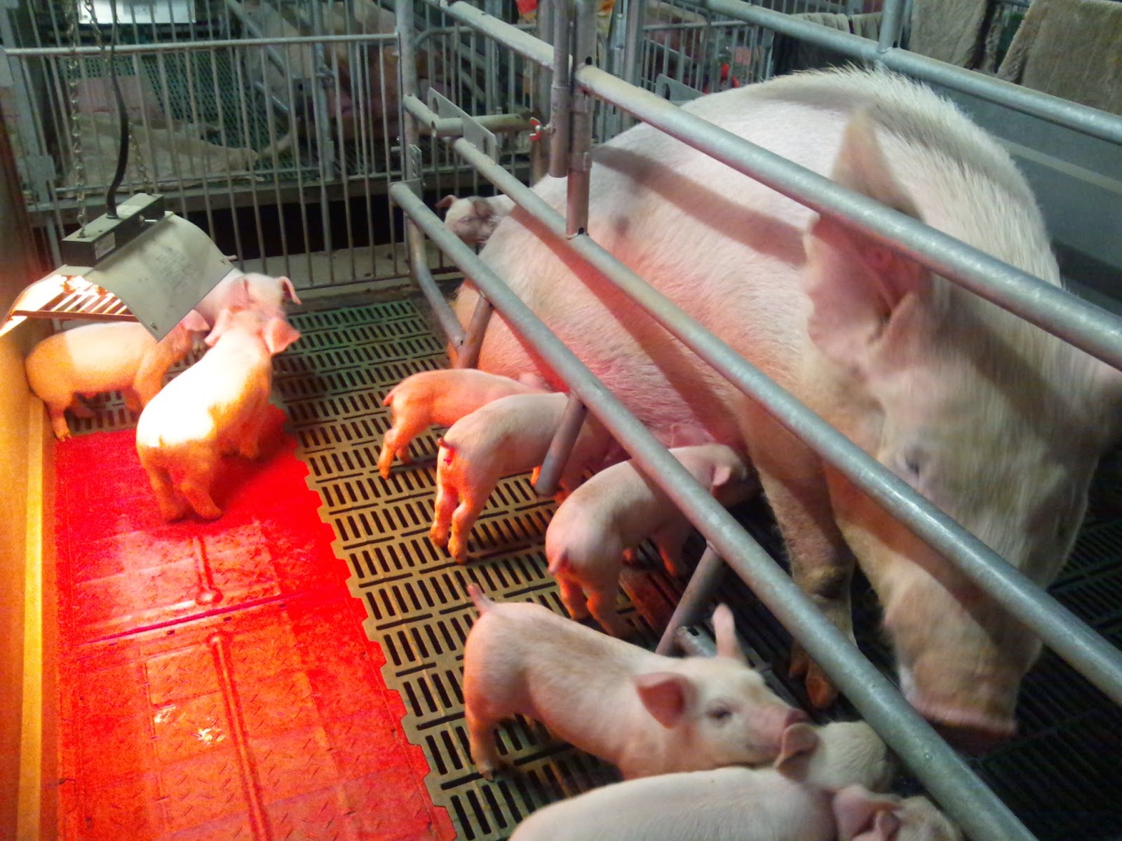 久慈ファームの徒然日誌 豚流行性下痢（PED）に関するお知らせ