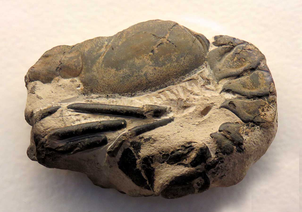 Louisville Fossils and Beyond Dec 19, 2016