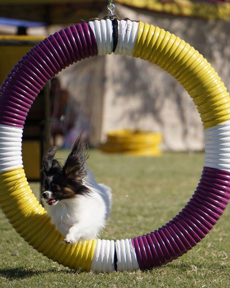 Road's End Papillons AKC Top 10 Agility MACH Competition Papaillons