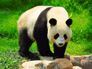 perbedaan-panda-dan-beruang.jpg