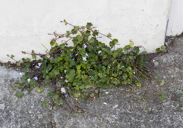 Ivy-leaved Toadflax, Cymbalaria muralis. Station Approach, Hayes, 18 April 2016. Ivy-leaved Toadflax, Cymbalaria muralis. Station Approach, Hayes, 18 April 2016.