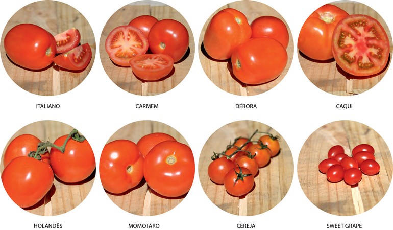 Cia da Terra: CONHEÇA OS PRINCIPAIS TIPOS DE TOMATE PRODUZIDOS NO BRASIL