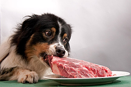 chien et viande crue