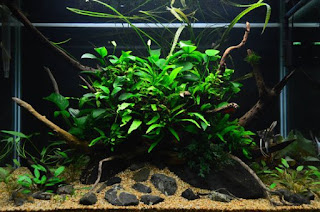200 Referensi Desain Dan Model Aquascape Berdasarkan Tema https://www.faktapopuler.com/2018/12/200-referensi-desain-dan-model.html