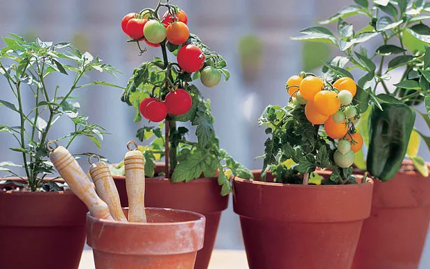 tanaman hidroponik tomat