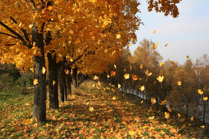 TopLibStory: Чому опадає листя?
