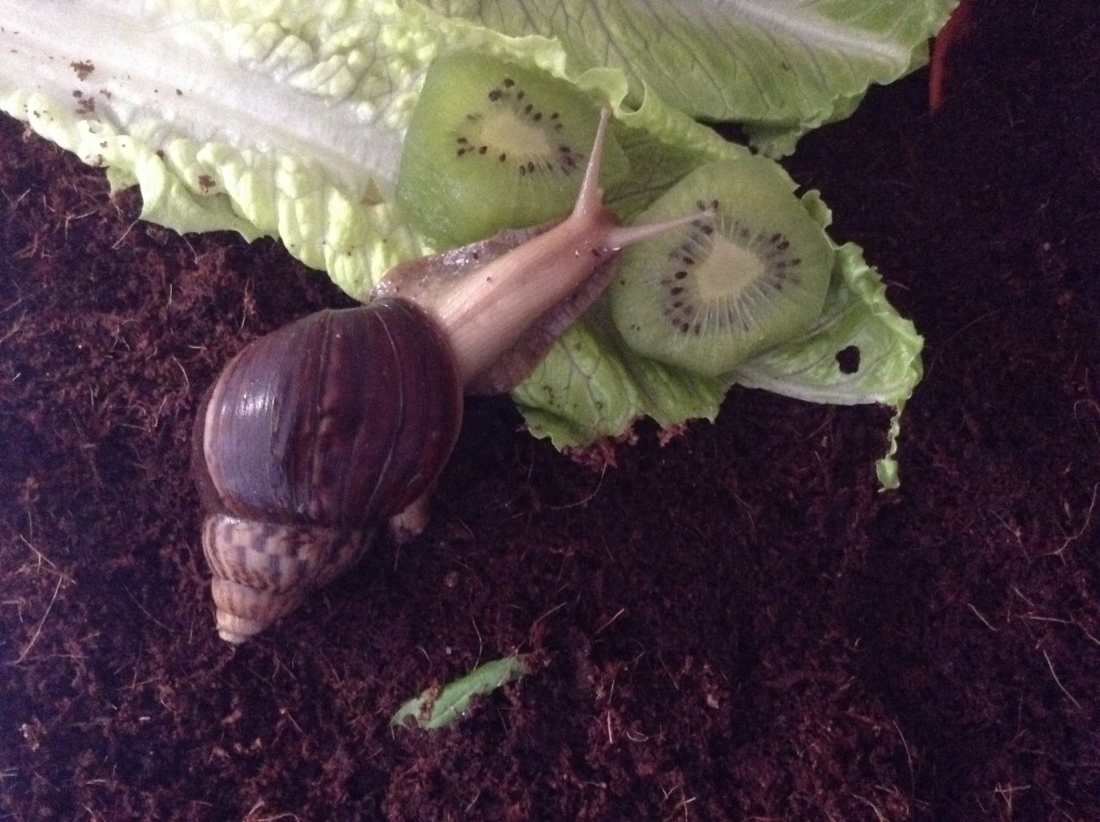 35+ Can giant african land snails eat broccoli info