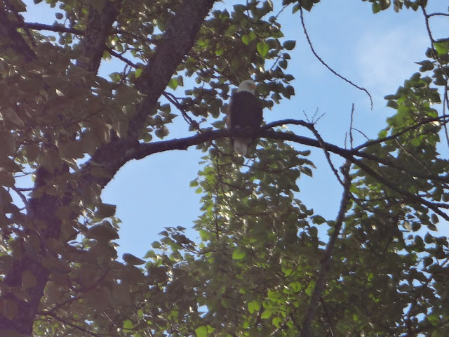 bald eagle in vancouver