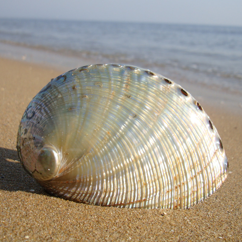 Kerang Kalau Tidak di Laut Jadi Apa? Geena and Davis Blog