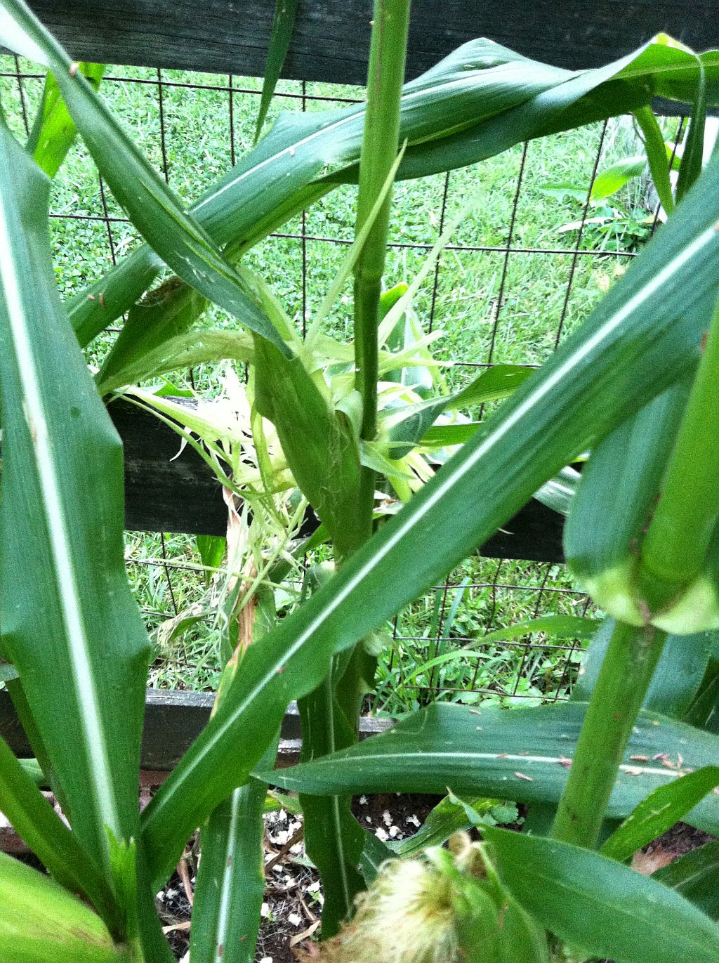 Shawn Ann's Home and Garden A little cayenne pepper for the squirrels