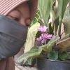 Sukma (lantanaungu.com)