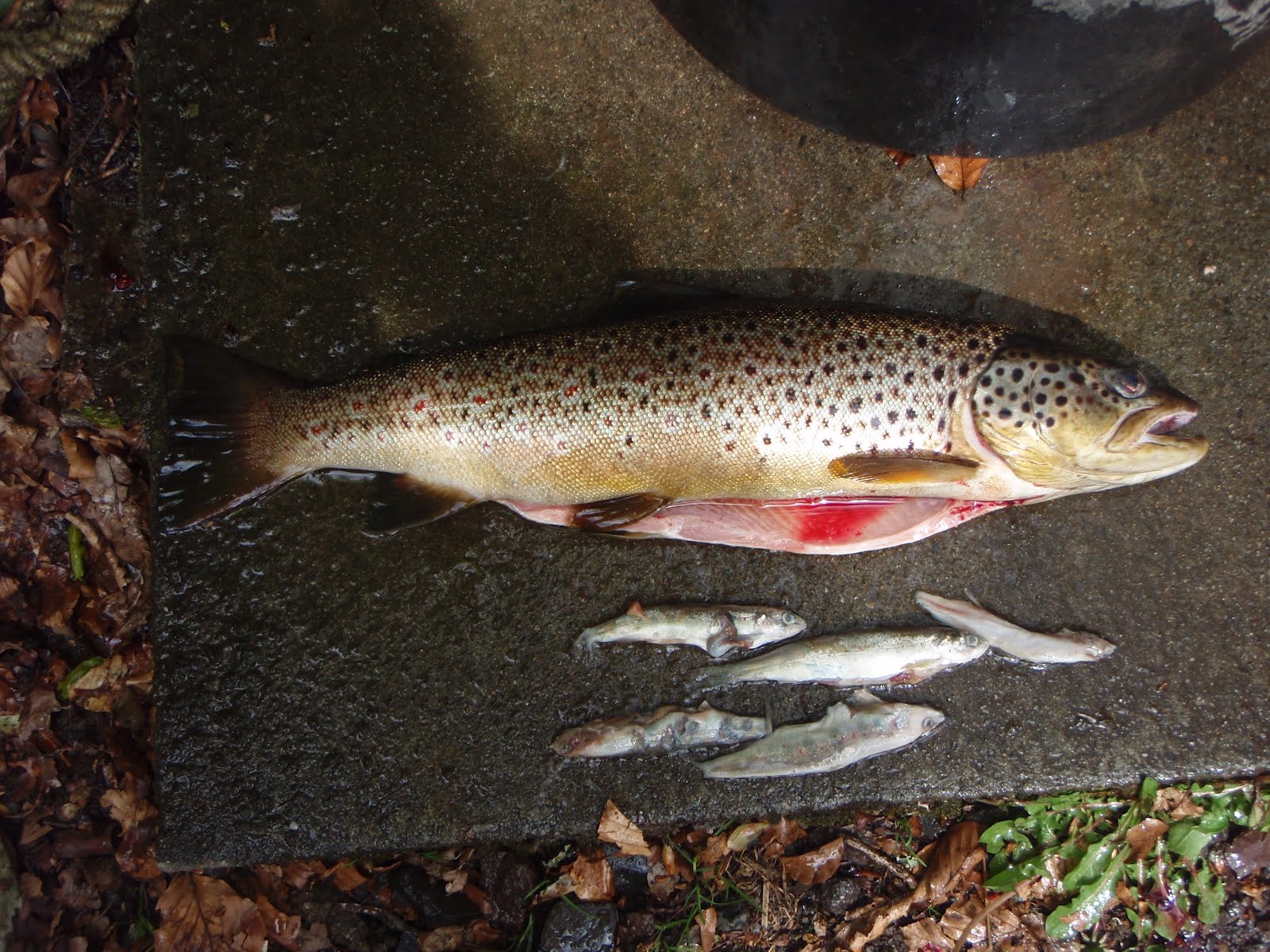 Scottish Fishing Guide 4lb Brown Trout. Dunkeld House Beat