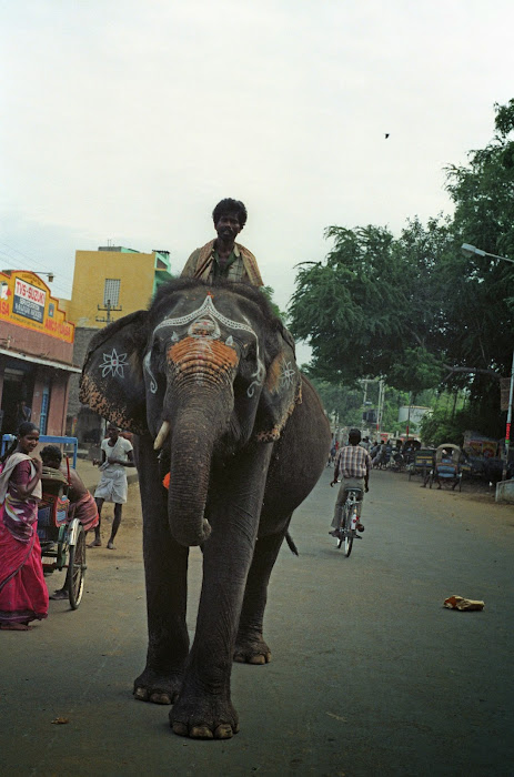 Pondichéry, rue Bharati, éléphant, cornac, © L. Gigout, 1990