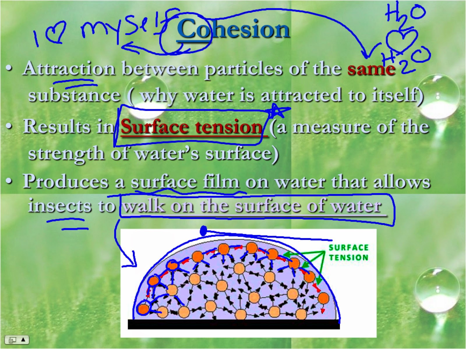 ec-honors-biology-properties-of-water-notes-and-demonstrations-day-1