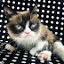 Grumpy Cat, the richest cat in the world with $100M fortune is dead