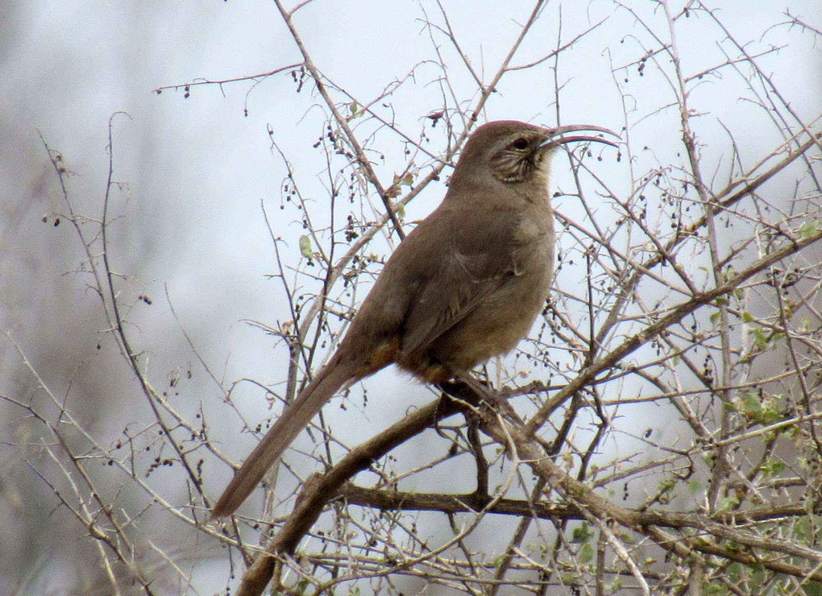 Meet the California Thrasher