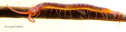 centipede garden india centipedes scientific grown insects across fcps ecology sources edu