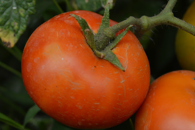 زراعة الطماطم في البلكونة tomate cerise