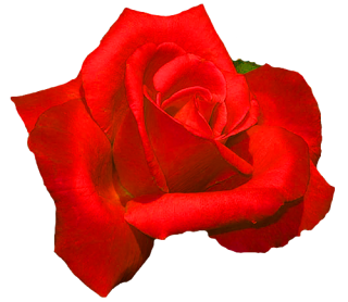 www_flatcast_biz_png_cicekler_%2B%252839%2529.png