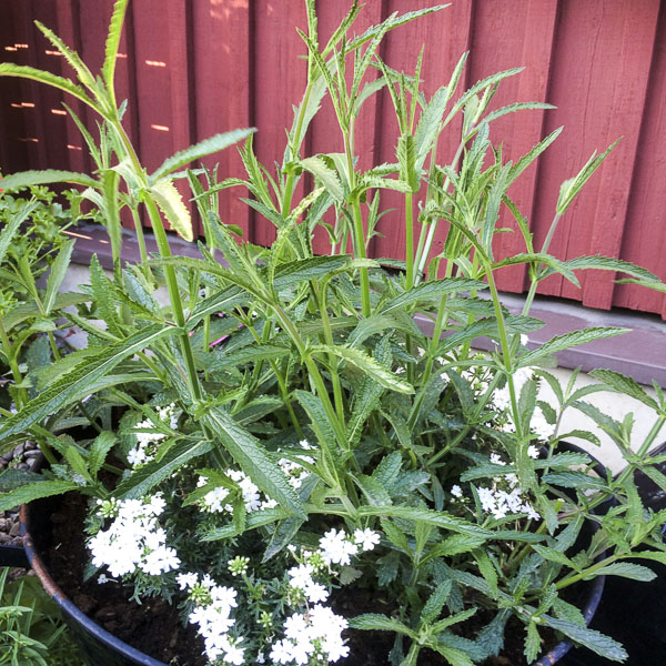 jätteverbena, giantverbena jätteverbena, giantverbena