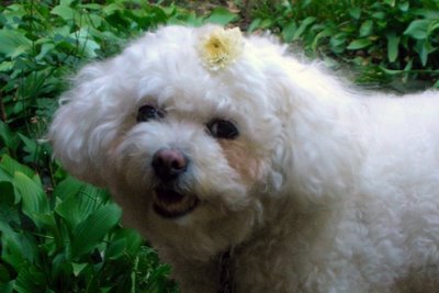 Sophie with chrysanthemum