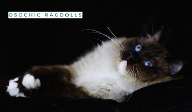 Ragdoll kittens for sale in Devon osochicragdolls.co.uk