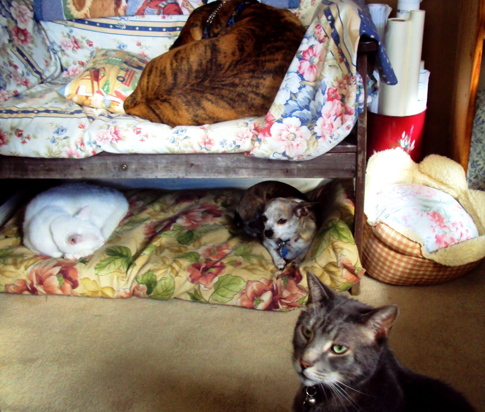 Ottawa Valley Dog Whisperer DIY DOG FRIENDLY, NATURAL HOUSEHOLD CLEANERS