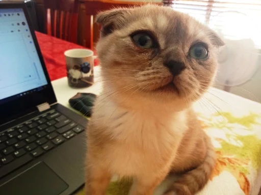 Luna the Scottish Fold kitten - helping with my blogging. #scottishfold #kitten