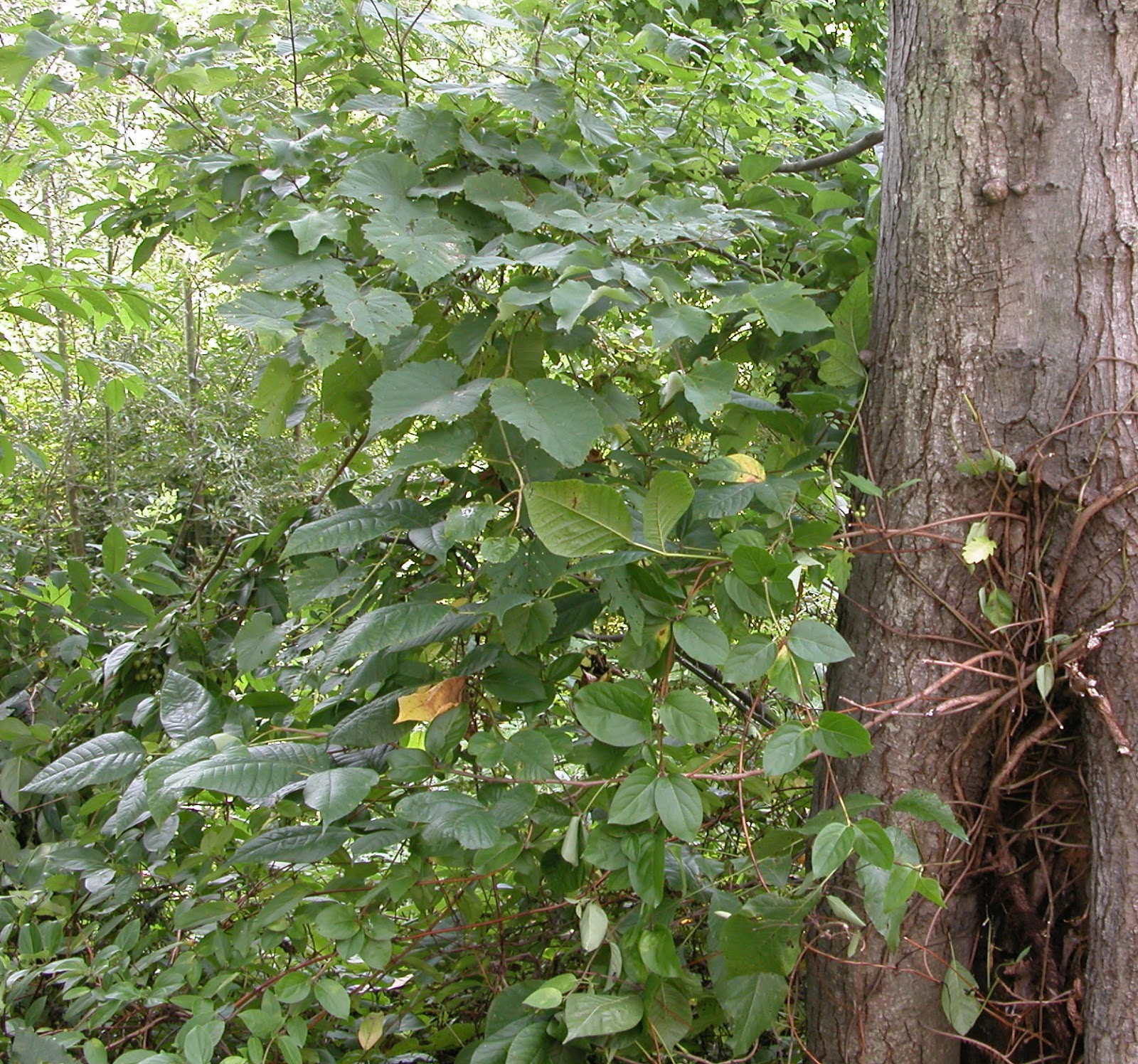 Mahonia Berberis Ilex Arnold Zwicky S Blog