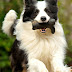 How Dogs Learn The Meaning Of Words