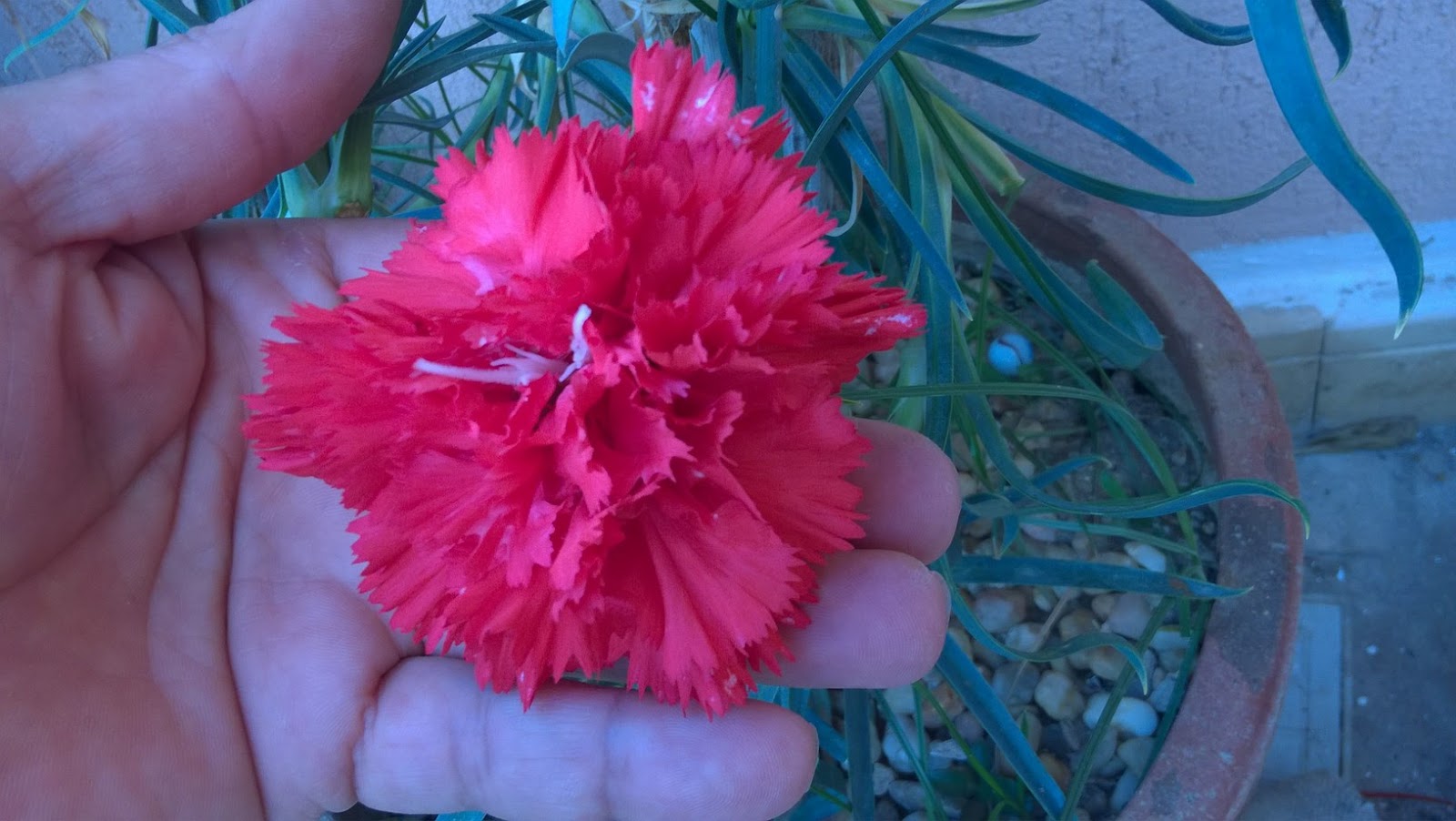 How To Grow Carnation Plant