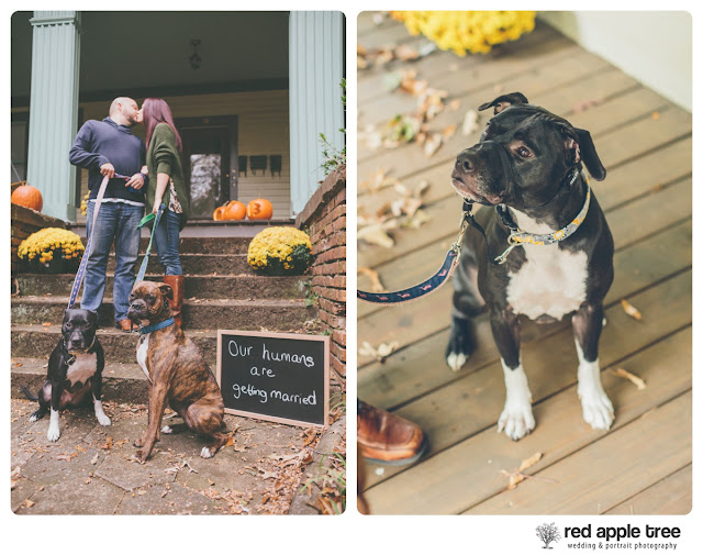 red apple tree photography Danni + Jason Engagement with their dogs