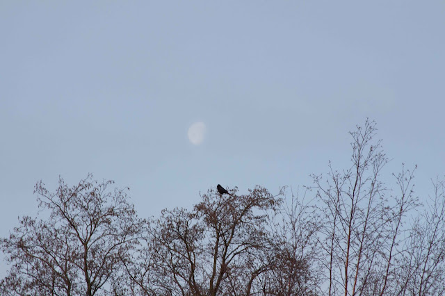 morning sky with bare trees and a bird