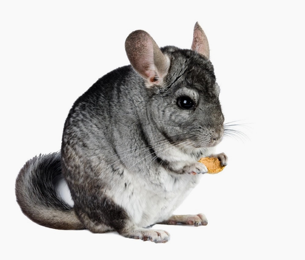 Perfect life) My favourite animal is...