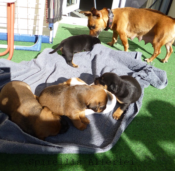Spirellis Allerlei - Süße Hundewelpen nach 4 Wochen