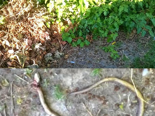Φόβος για φίδια στις αυλές κατοίκων της οδού Χρυσοστόμου Σμύρνης της Βέροιας