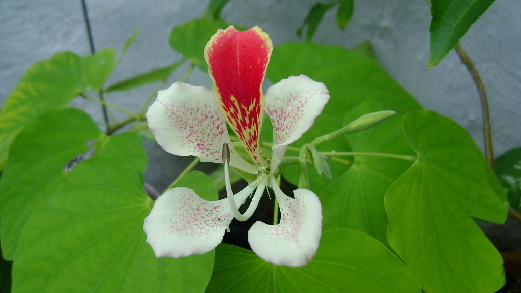 VIVERO HABITAT NATIVO ARBOL CASCO DE VACA VIVERO HABITAT NATIVO ARBOL CASCO DE VACA