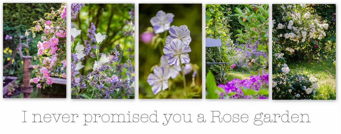 I never promised you a rose garden - Mina rosor 