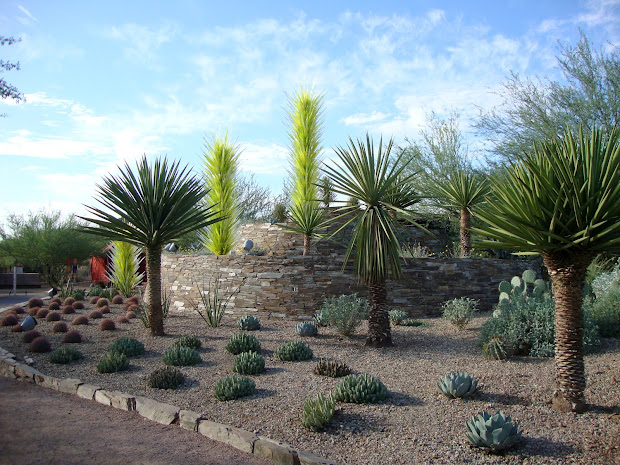 modern desert landscaping plants