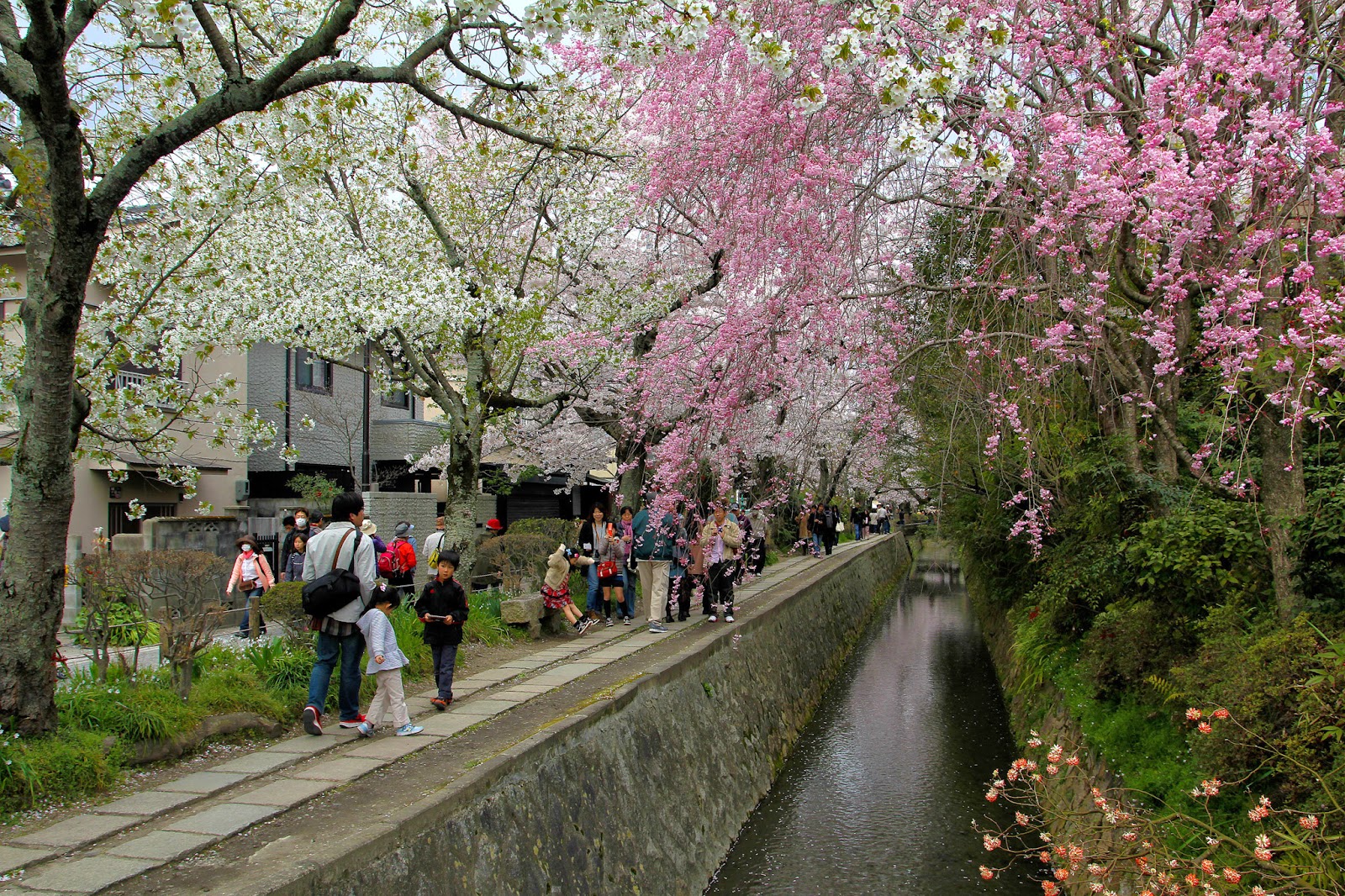京都 Travel | 哲学の道 | WOW U Japan