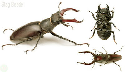 Stag beetle insect