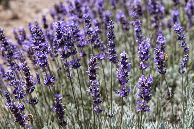 Lamiaceae Family