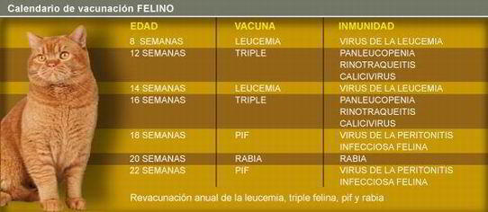 vacunas-enfermedades-de-los-gatos