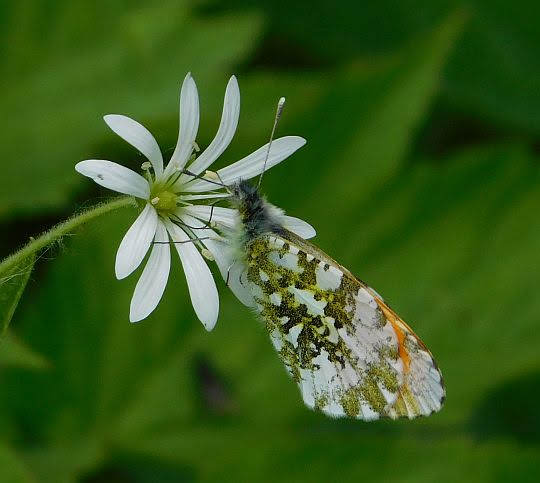 Gwiazdnica gajowa (Stellaria nemorum) i zorzynek rzeżuchowiec (Anthocharis cardamines). Gwiazdnica gajowa (Stellaria nemorum) i zorzynek rzeżuchowiec (Anthocharis cardamines).