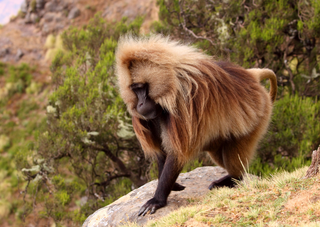 Biofoto Rogaland Bilder Fra Fottur I Simiens Fjellene I Etiopia
