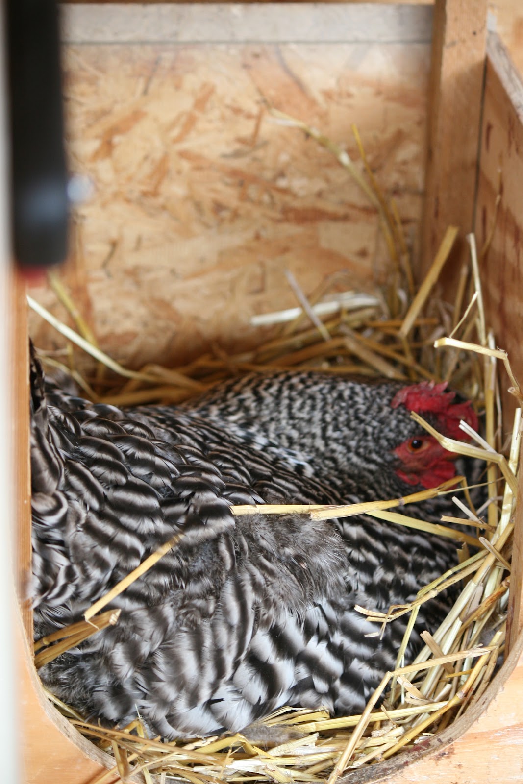 Urban Chickens Livin' the Dream Broody Chicken