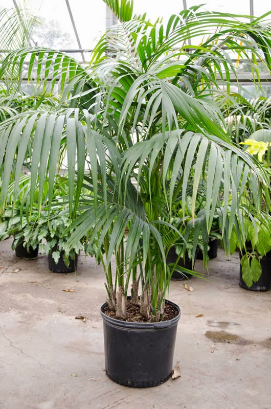 Gregory Palm Farms Kentia Palms are what you need! THE GREGORY PALM