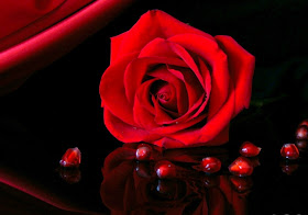 Red Rose